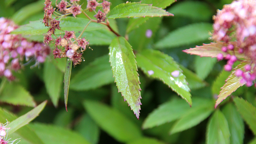Spiraea japonica 'Genpei' leaves