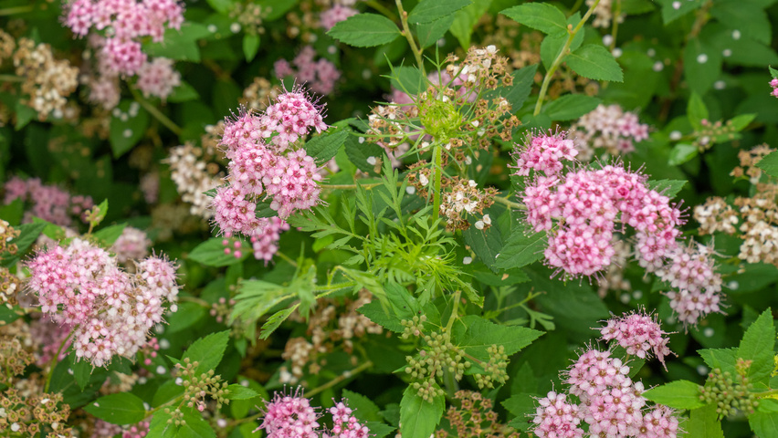 Spiraea japonica 'Little Princess' | TreeEbb | Online bomenzoektool ...