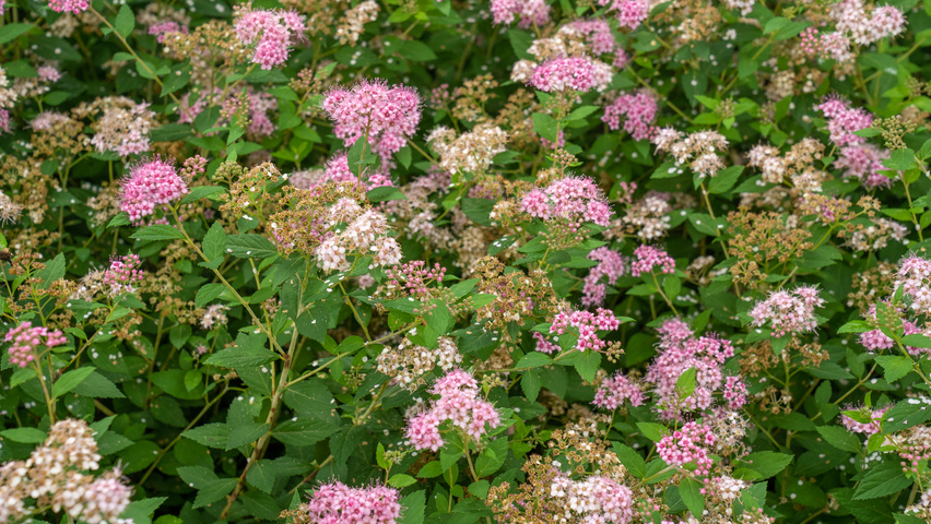 Spiraea japonica 'Little Princess' kwiaty