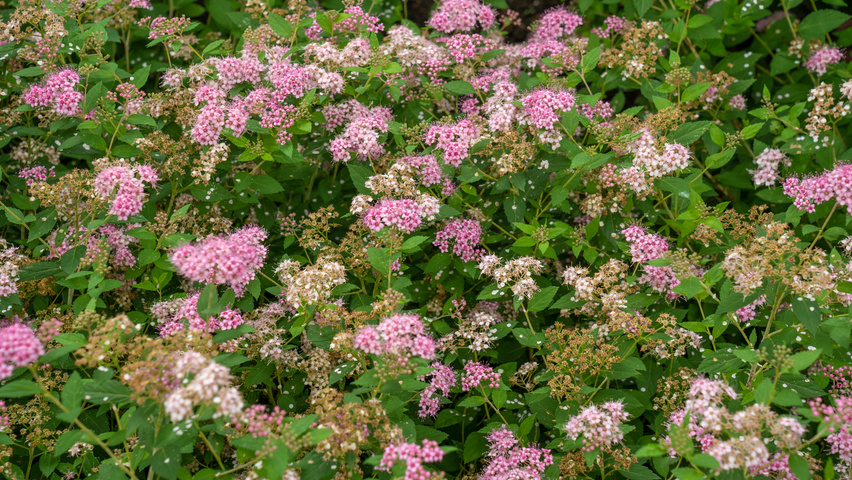 Spiraea japonica 'Little Princess' | TreeEbb | Baumsuchmaschine im ...