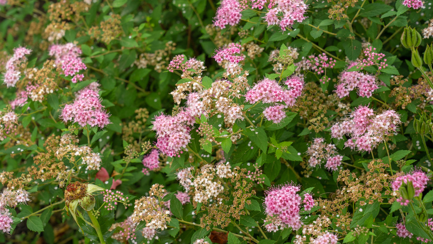 Spiraea japonica 'Little Princess' | TreeEbb | Online bomenzoektool ...