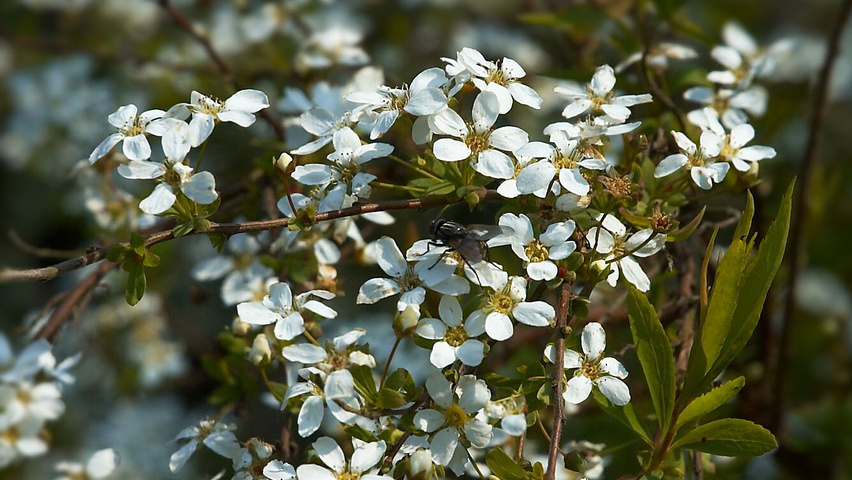 Spiraea thunbergii flowers