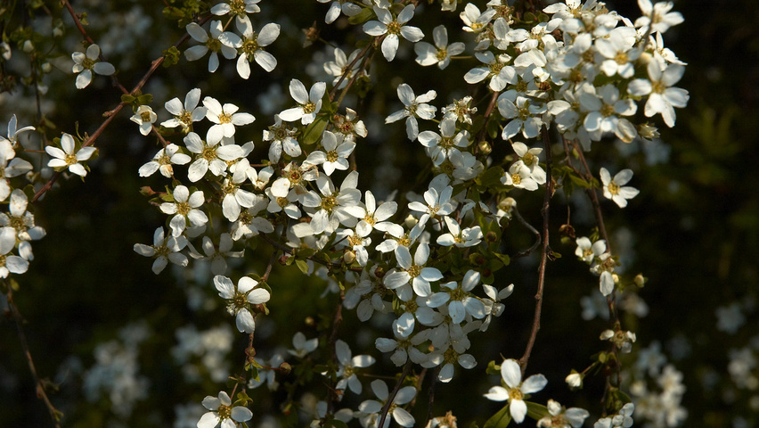 Spiraea thunbergii flowers