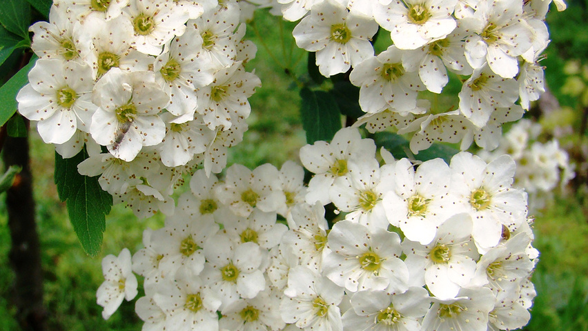 Spiraea x vanhouttei flowers