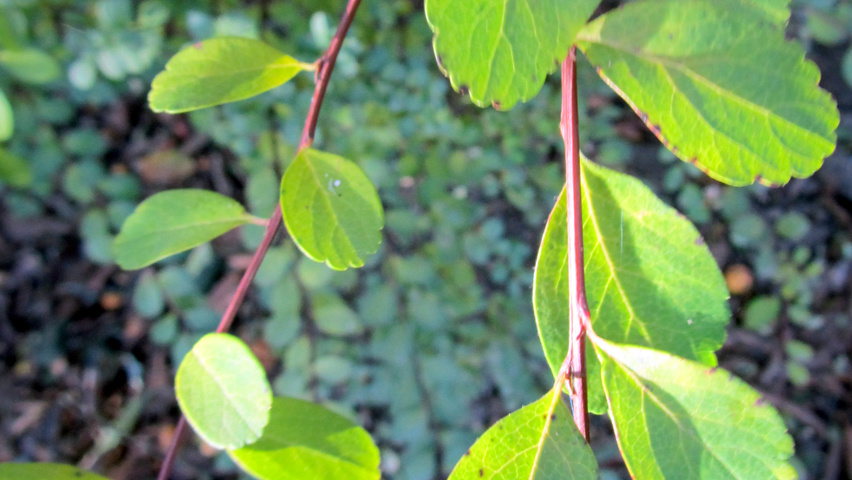 Spiraea nipponica | TreeEbb | Online tree-finding tool | Ebben Nurseries