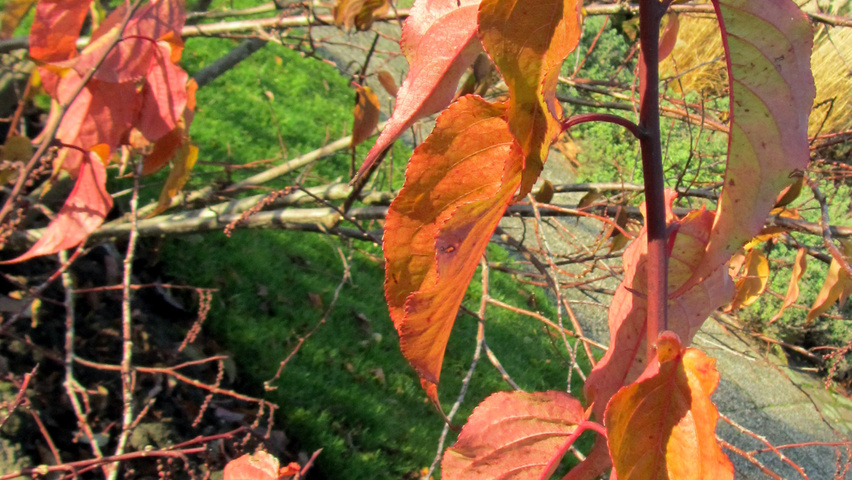 Stachyurus praecox feuilles automnale