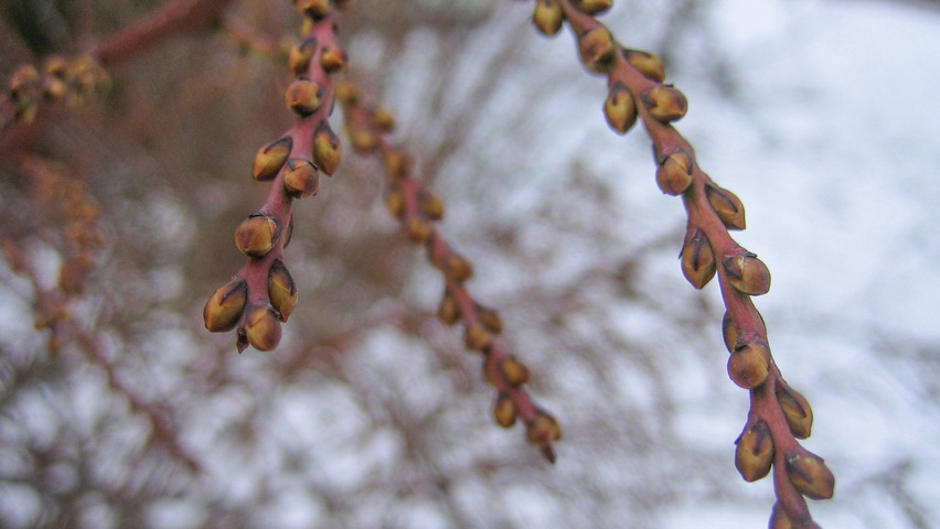 Stachyurus praecox fleurs