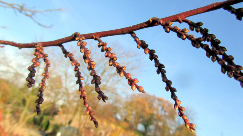 Stachyurus praecox fleurs