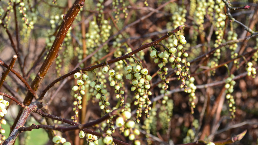 Stachyurus praecox fleurs