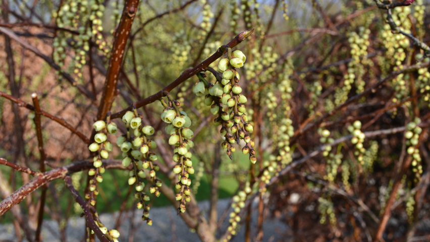 Stachyurus praecox fleurs