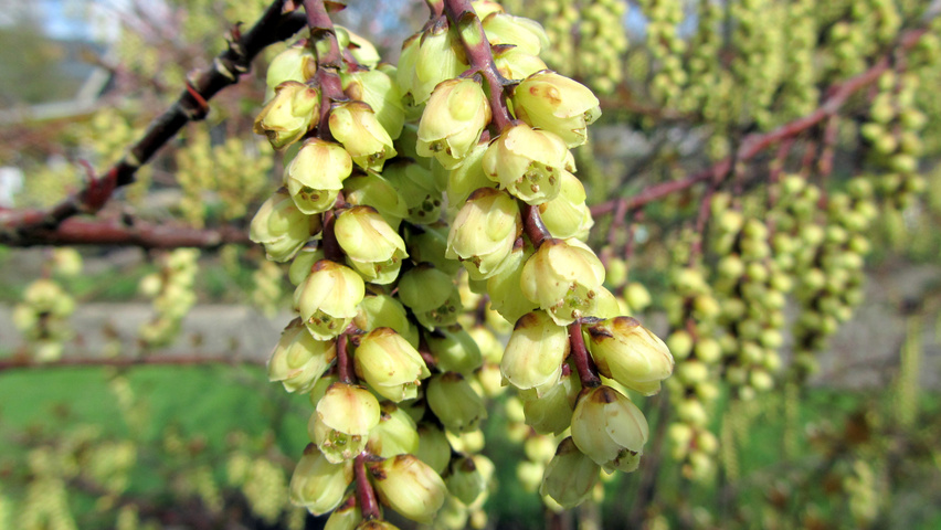Stachyurus praecox fleurs
