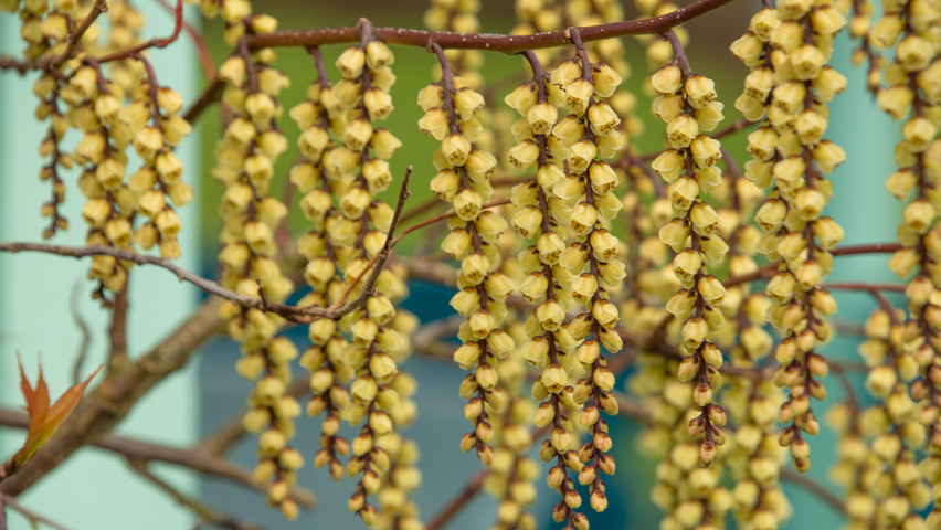 Stachyurus praecox fleurs