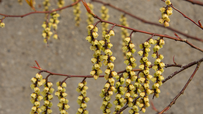 Stachyurus praecox fleurs