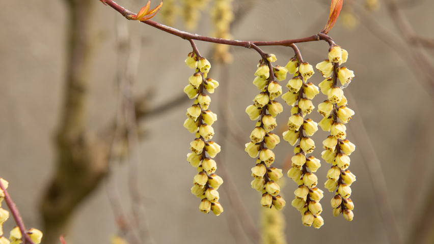 Stachyurus praecox fleurs