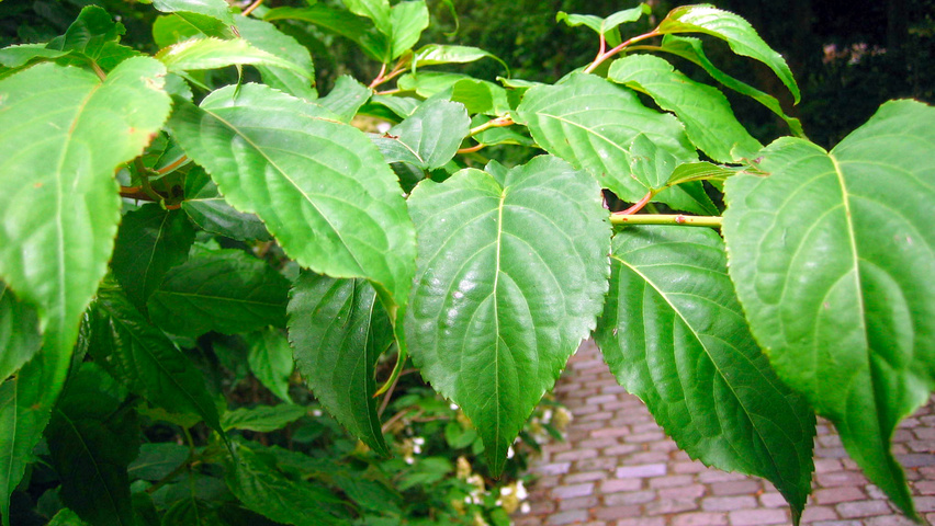 Stachyurus praecox Feuilles