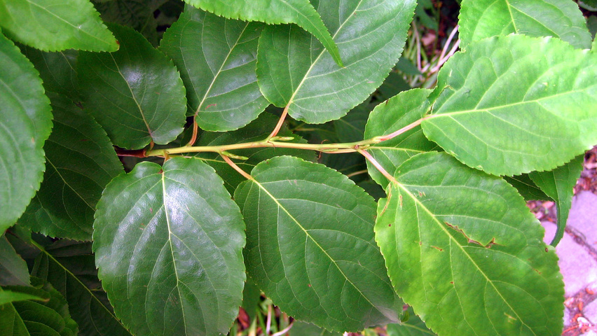 Stachyurus praecox Feuilles
