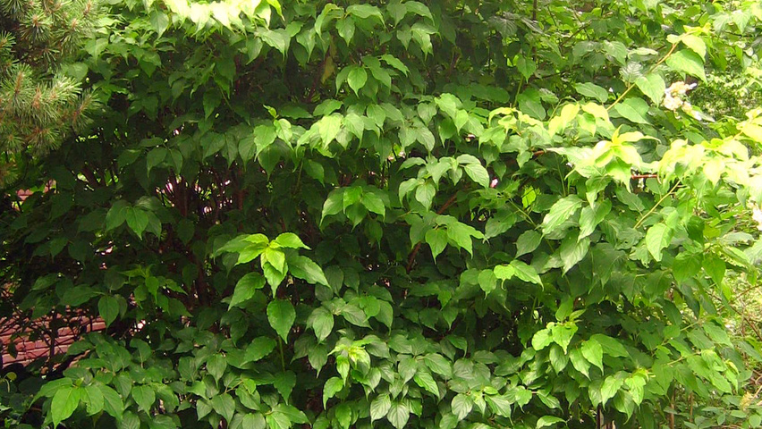 Stachyurus praecox arbustes solitaires