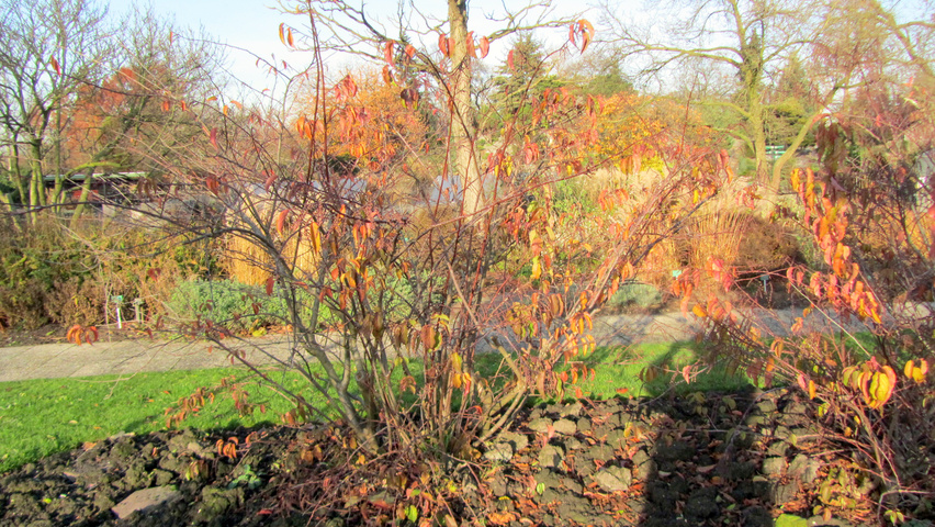 Stachyurus praecox arbustes solitaires