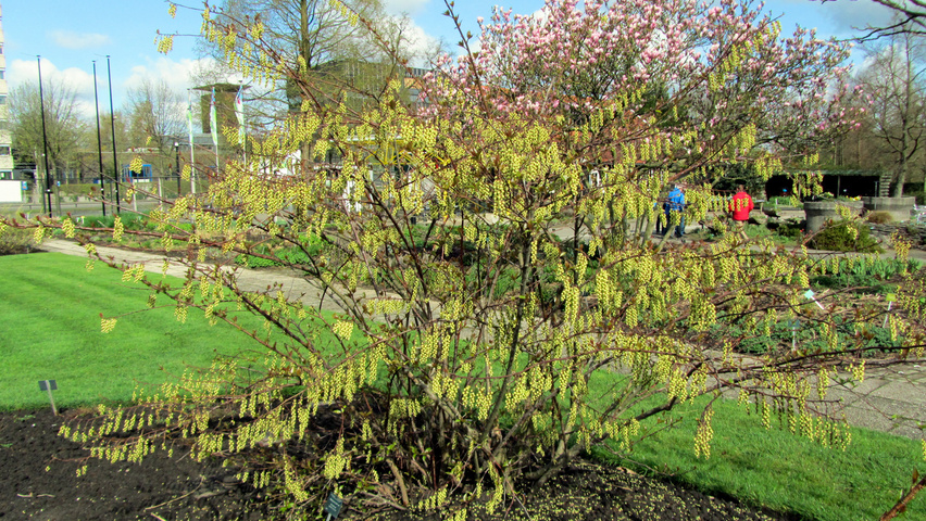 Stachyurus praecox arbustes solitaires