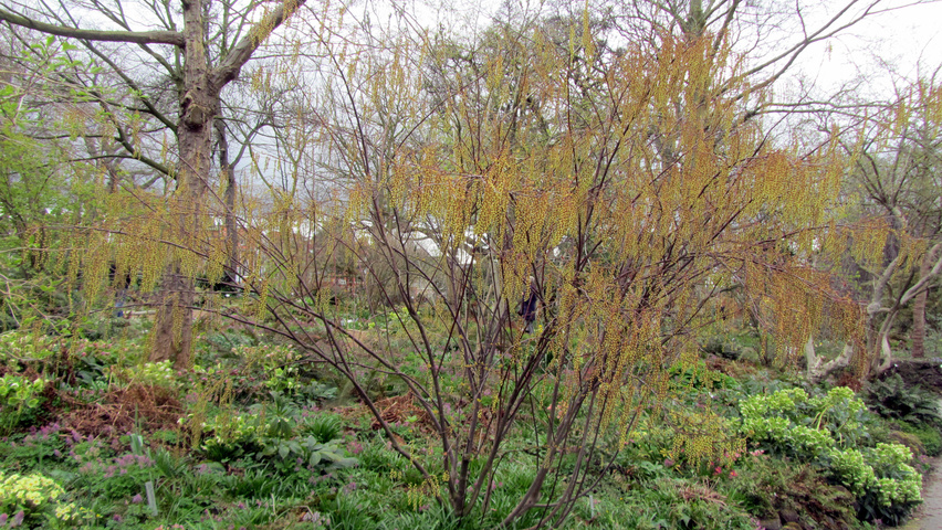 Stachyurus praecox arbustes solitaires