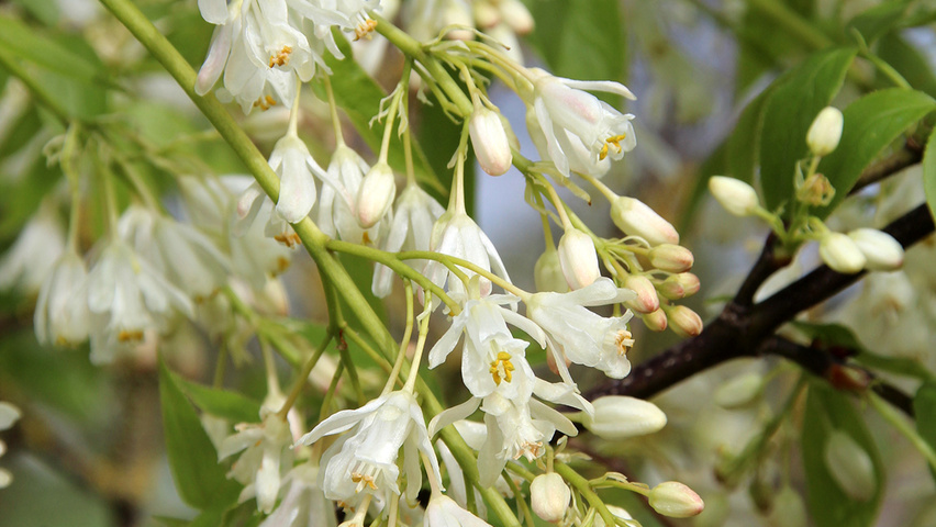 Staphylea colchica bloem