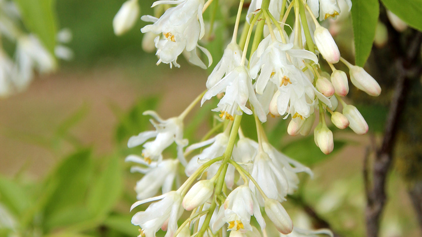 Staphylea colchica bloem