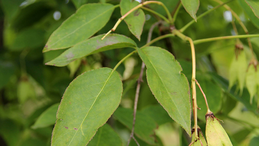 Staphylea colchica vrucht