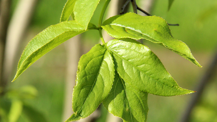 Staphylea colchica blad