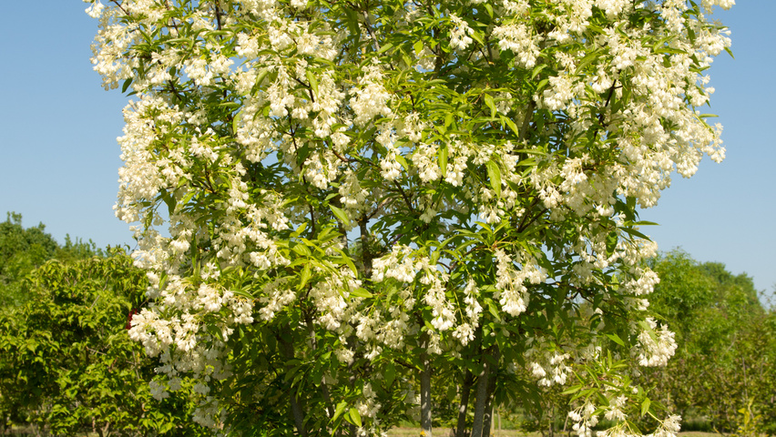 Staphylea colchica meerstammig