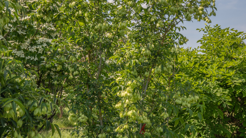 Staphylea colchica meerstammig