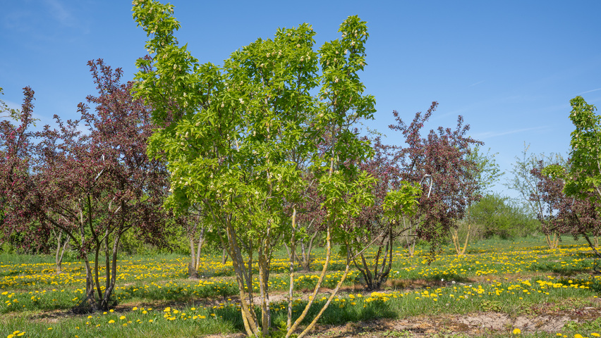Staphylea colchica meerstammig