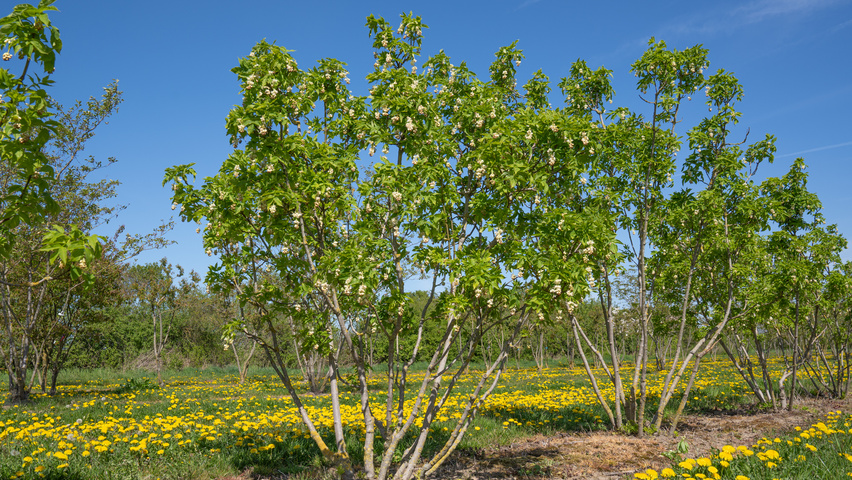 Staphylea colchica meerstammig