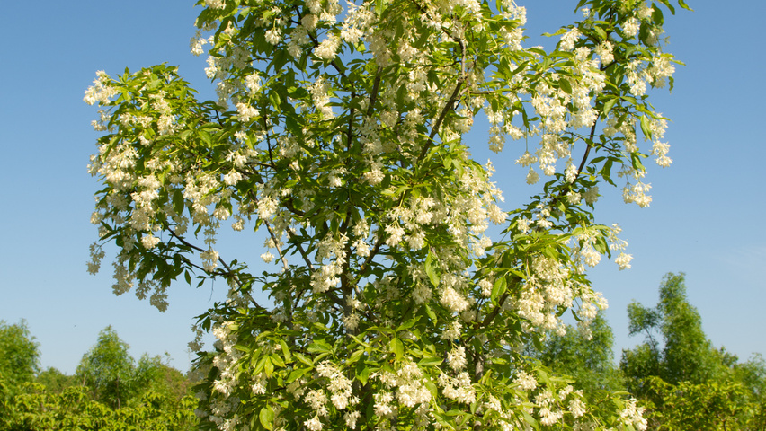 Staphylea colchica meerstammig