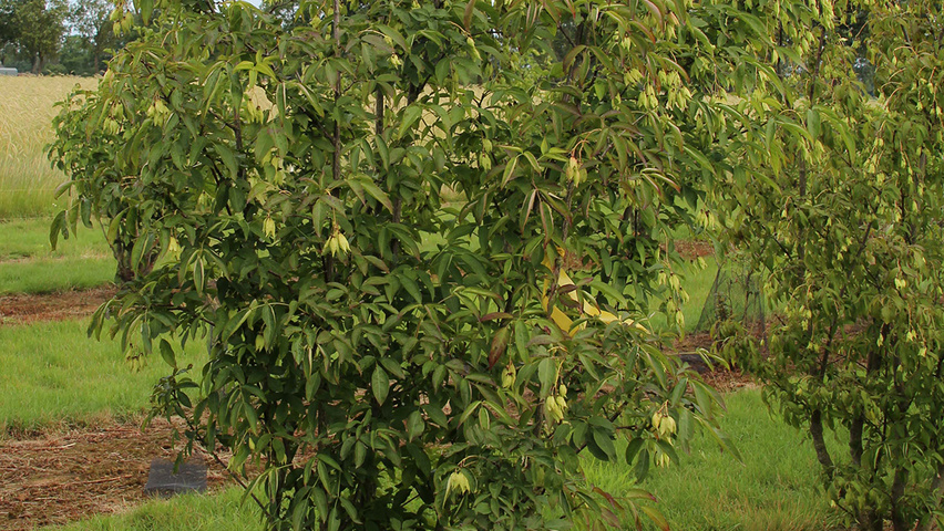 Staphylea colchica solitair heesters