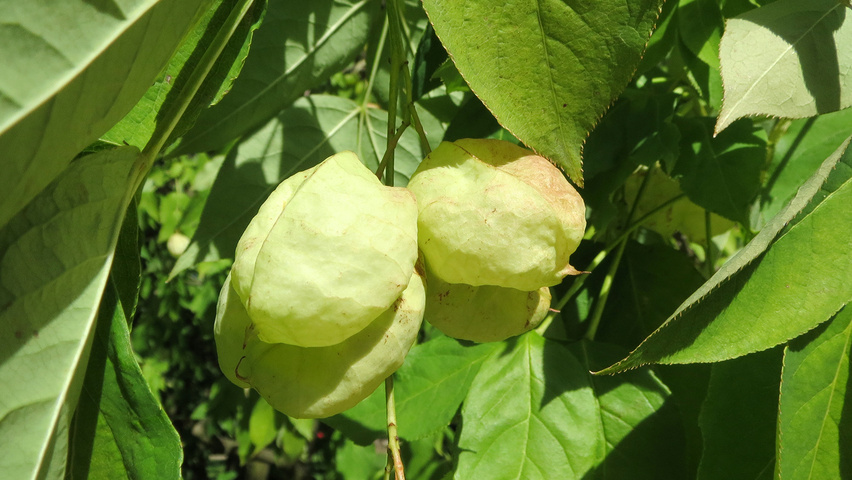 Staphylea pinnata fruits