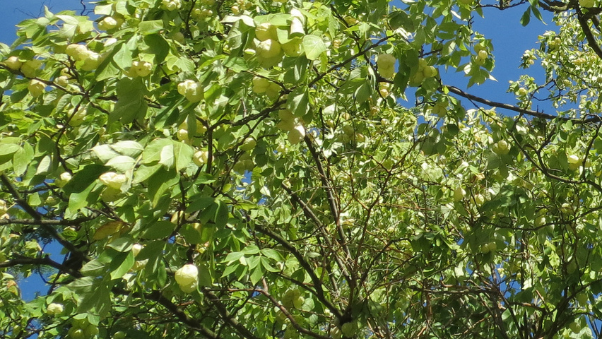 Staphylea pinnata leaves