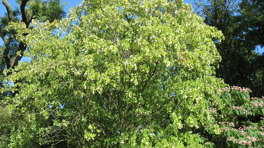 Staphylea pinnata solitary shrubs