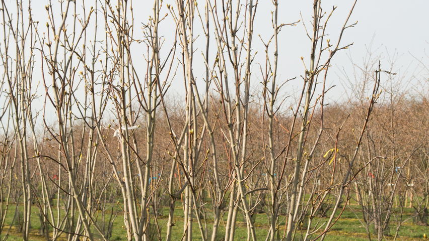 Staphylea colchica meerstammig