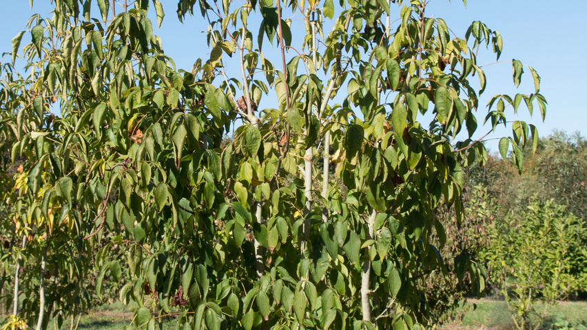 Staphylea colchica meerstammig