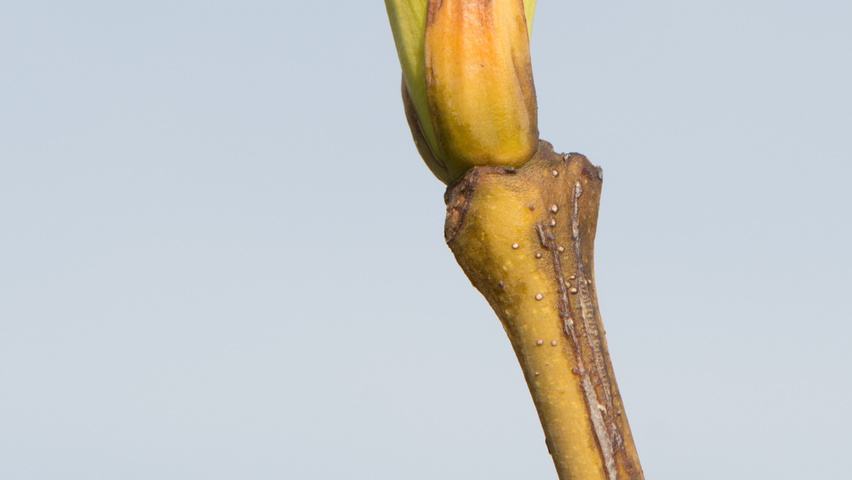 Staphylea colchica twijgen