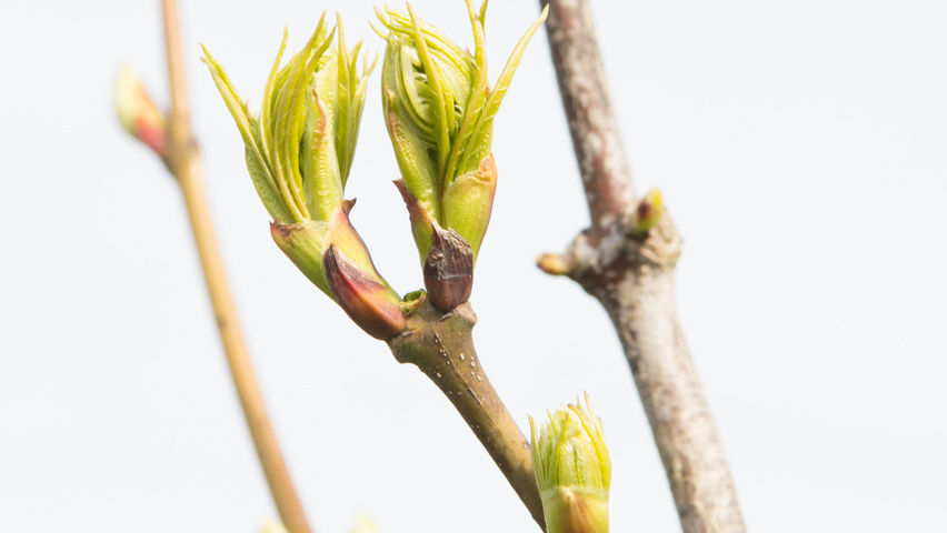 Staphylea colchica blad