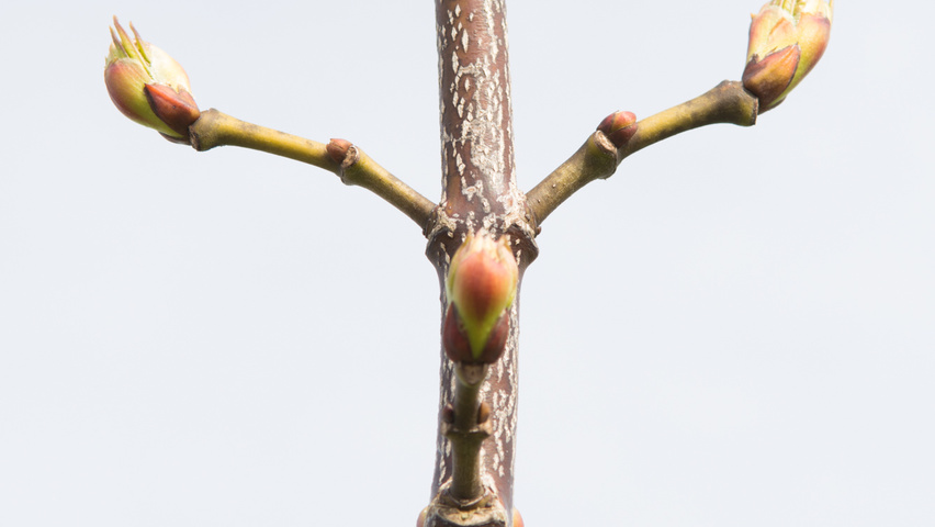 Staphylea colchica twijgen