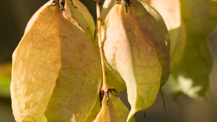 Staphylea colchica vrucht