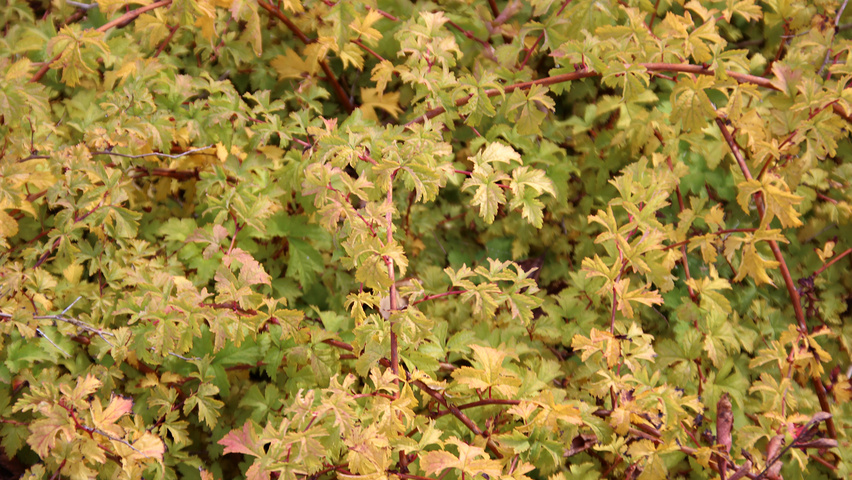 Stephanandra incisa 'Crispa' Herbstblatt
