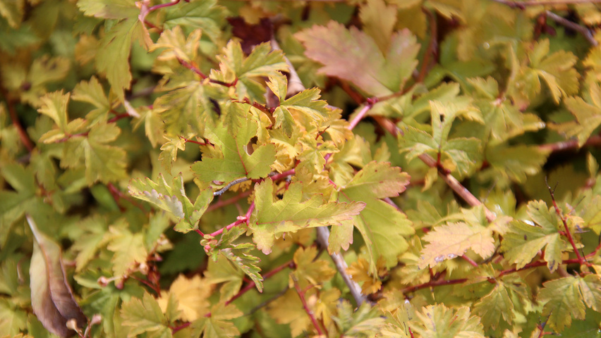 Stephanandra incisa 'Crispa' Herbstblatt
