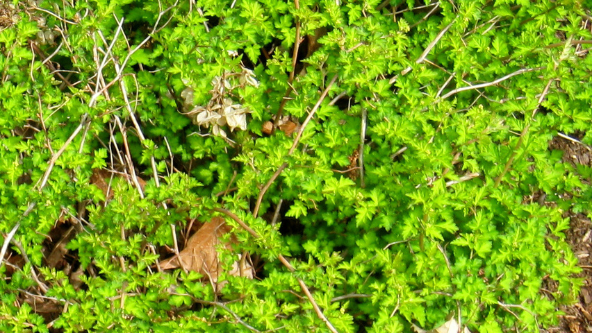 Stephanandra incisa 'Crispa' Blatt