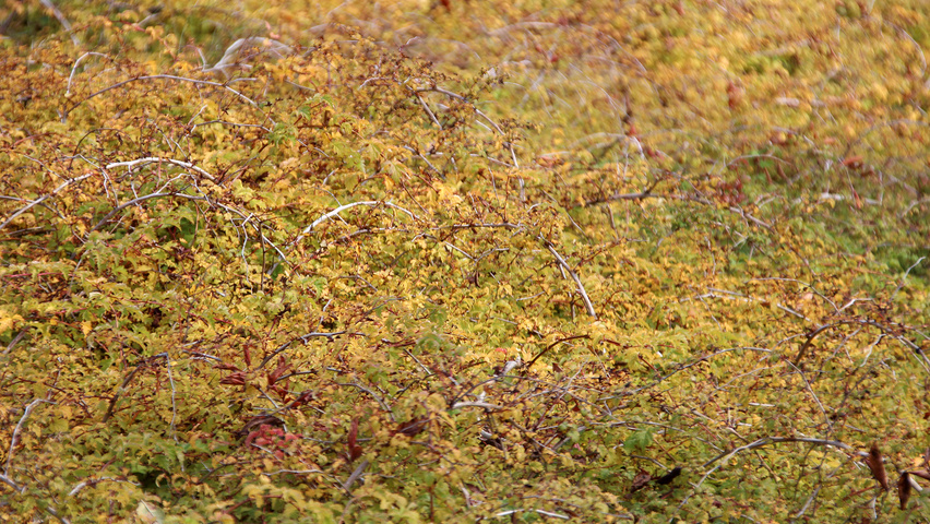 Stephanandra incisa 'Crispa' Solitärgehölze