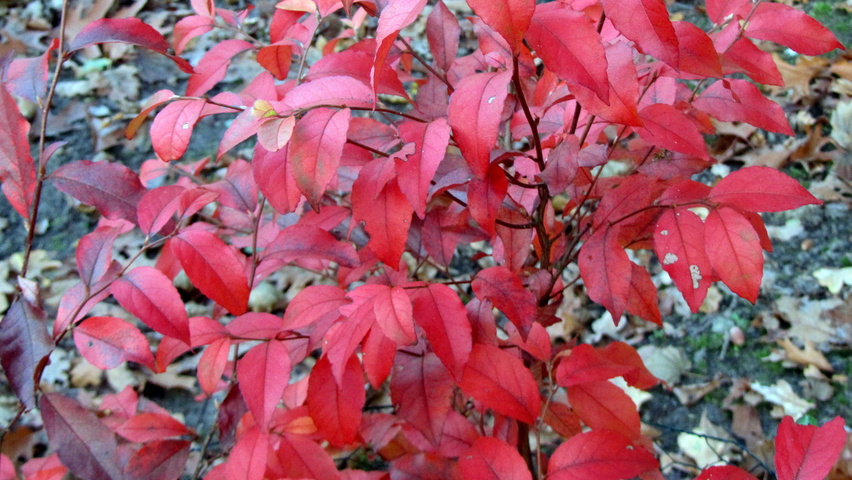 Stewartia monadelpha herfstblad
