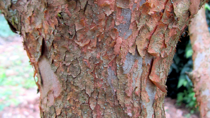 Stewartia monadelpha bast