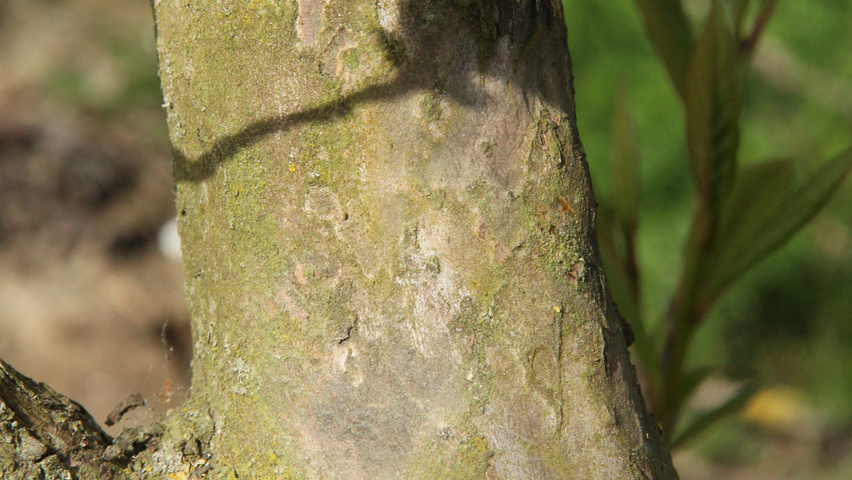 Stewartia monadelpha bast